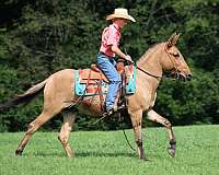 family-horse-friesian