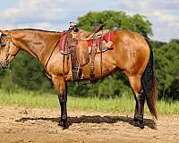 ranch-quarter-horse