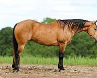 ranch-versatility-quarter-horse