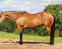 ranch-work-quarter-horse