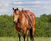 rodeo-quarter-horse