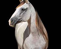 grey-none-horse