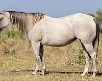 quarter-horse