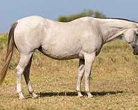 ranch-work-quarter-horse