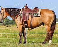 ranch-work-quarter-horse