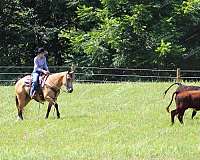 ranch-quarter-horse