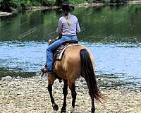 ranch-versatility-quarter-horse