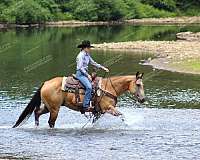 team-penning-quarter-horse