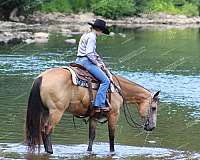 team-roping-quarter-horse