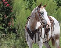 quarter-horse