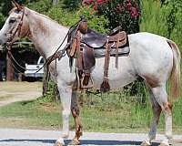 ranch-work-quarter-horse