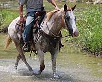 family-horse-quarter