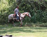 trail-quarter-horse