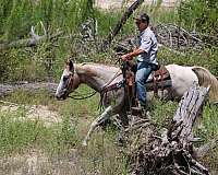 all-around-quarter-horse