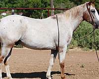 athletic-quarter-horse