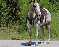 beginner-quarter-horse