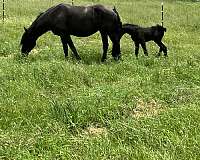 black-percheron-filly-mare