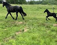 percheron-filly-mare