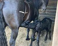 percheron-mare