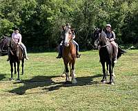 percheron-horse-for-sale