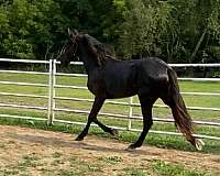 built-percheron-horse