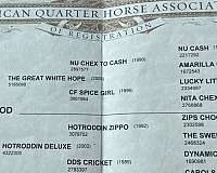 quarter-horse