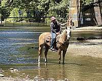 beginner-safe-quarter-horse