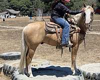 ranch-work-quarter-horse