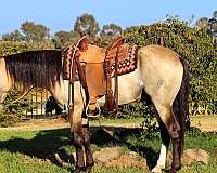 buckskin-blaze-horse