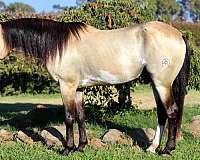 ranch-work-quarter-horse