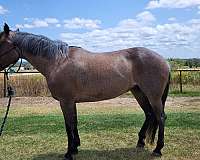 barrel-quarter-horse