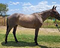 athletic-quarter-horse