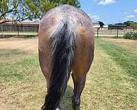 barrel-racing-quarter-horse