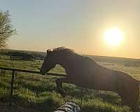 dressage-quarter-horse