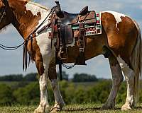 tobiano-4-stockings-horse