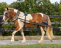 ranch-work-quarter-horse