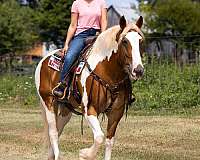 beginner-quarter-horse