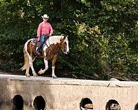 husband-safe-quarter-horse