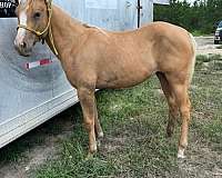 palomino-blaze-right-fore-sock-horse