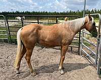 aqha-quarter-horse