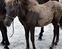 agouti-icelandic-horse