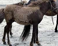 available-icelandic-horse