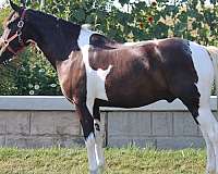 white-paint-horse