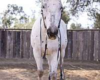 chill-appaloosa-horse