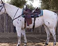 cows-appaloosa-horse