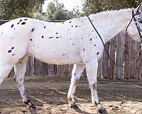 donkeys-appaloosa-horse