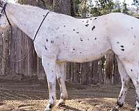 drives-appaloosa-horse