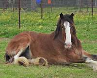 clydesdale-gelding