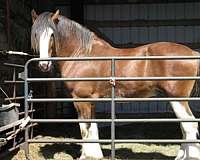 clydesdale-horse-for-sale