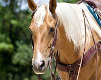 palomino-western-dre-horse